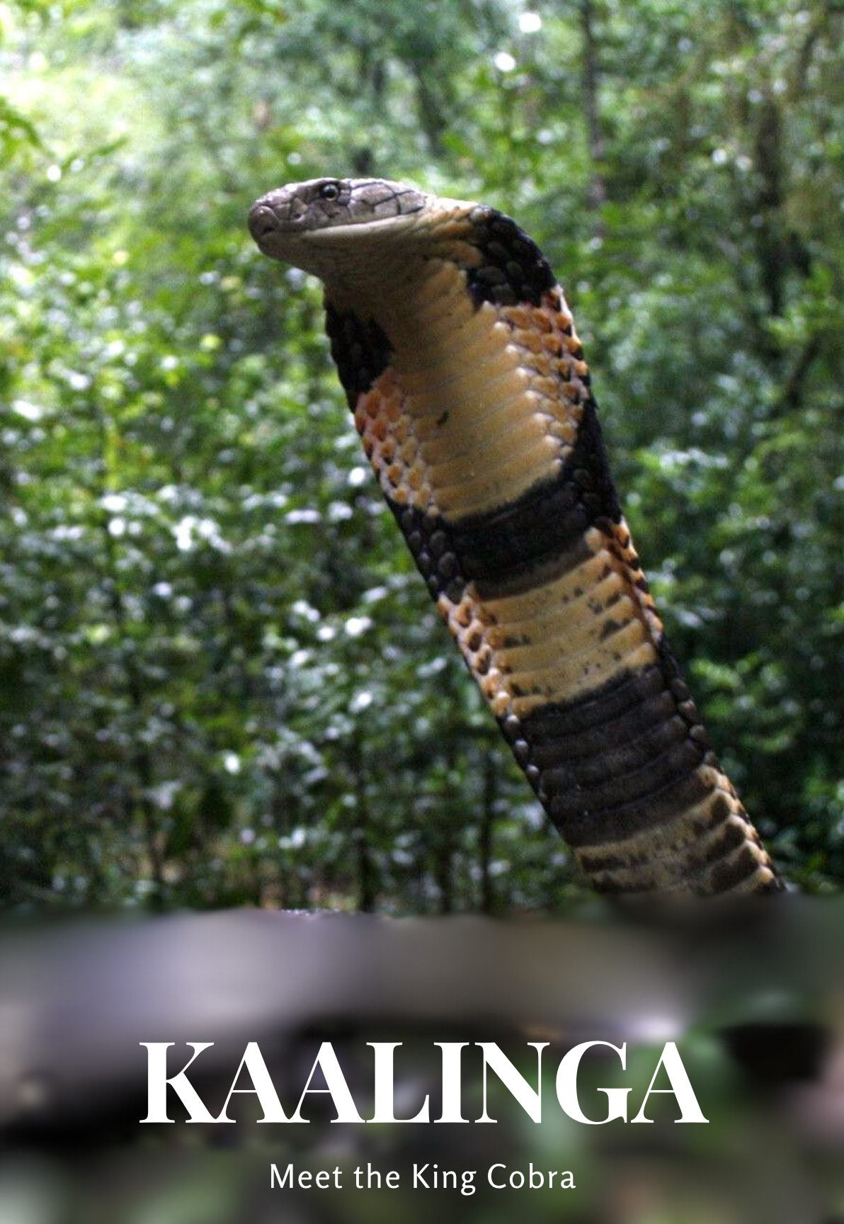 Kaalinga